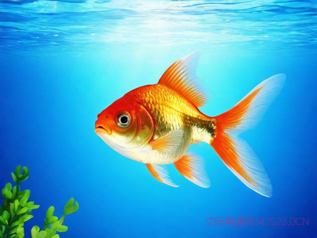 养鱼的祝福语，养鱼吉祥语句