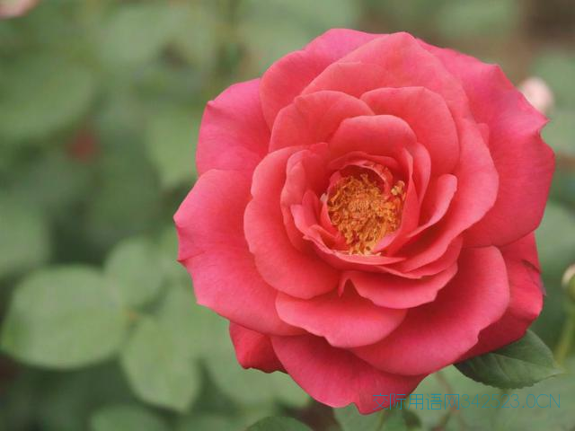 迁居之喜祝福语，迁居之喜祝福语简短