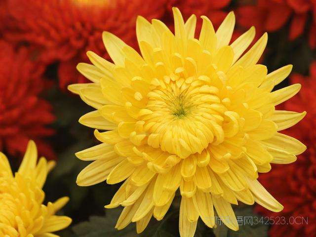 重阳节的祝福语句短句，重阳节祝福语简短大全一句话