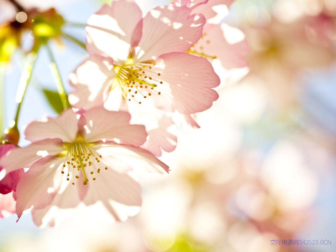日语一段祝福语，日语祝福语录